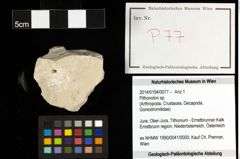 Foto (Objekt + Etiketten) von Pithonoton sp. 